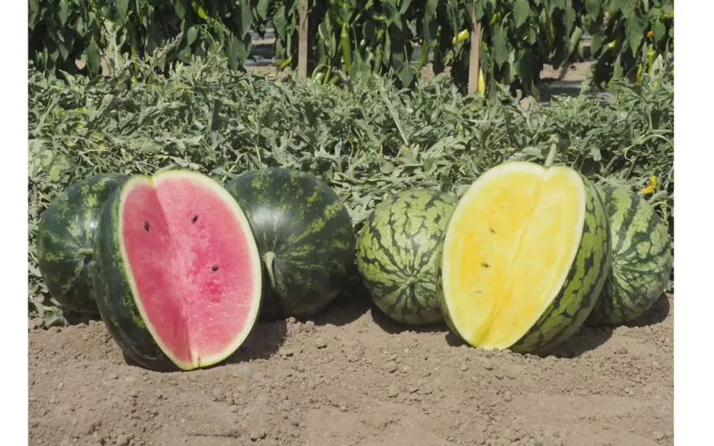 watermelon-minilove-f1-3.jpg