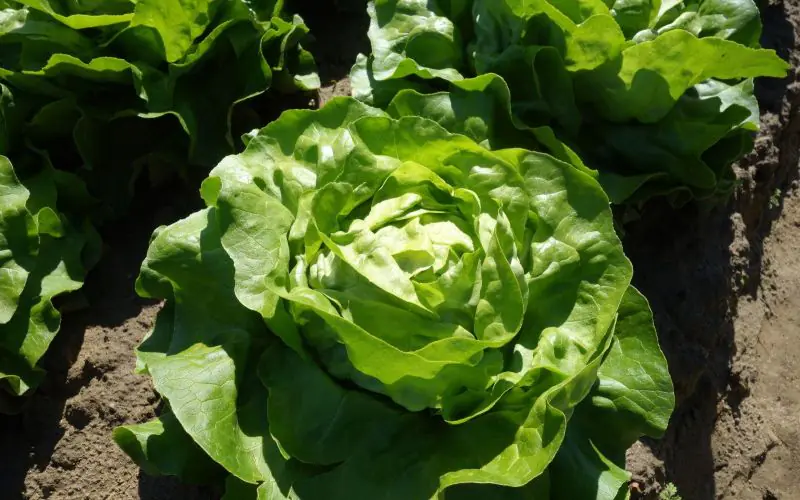 lettuce-adelys-1.jpg