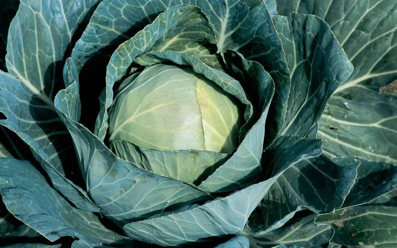 cabbage-sir-f1-1.jpg