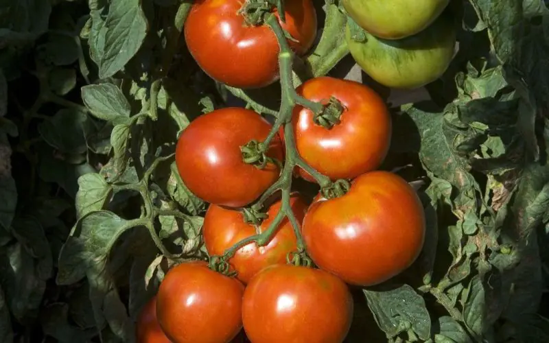 tomato-pyros-f1-2.jpg