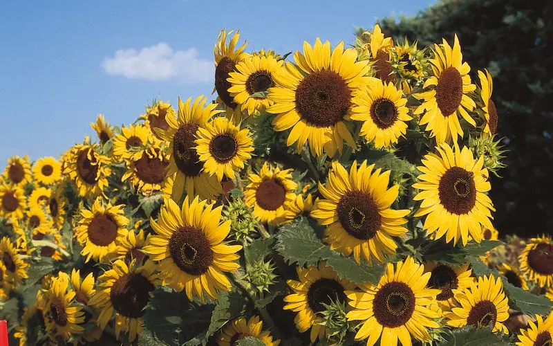 sunflower-waooh-2.jpg