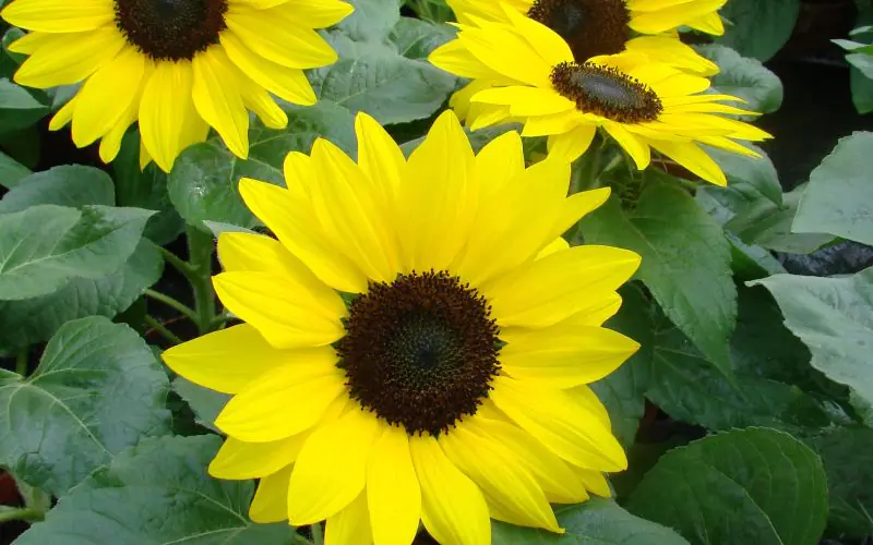 sunflower-suntasticf1goldenyellowwithblackcenter-2.jpg