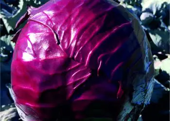 cabbage-redguard-f1-1.jpg