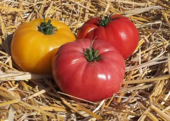 tomato-buffalopink-f1-3.jpg