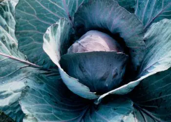 cabbage-redsky-f1-1.jpg